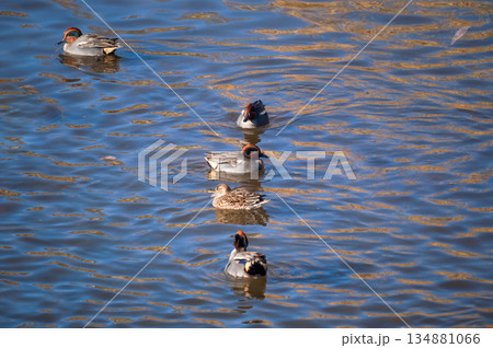 信濃川・やすらぎ堤の小鴨(こがも) 134881066