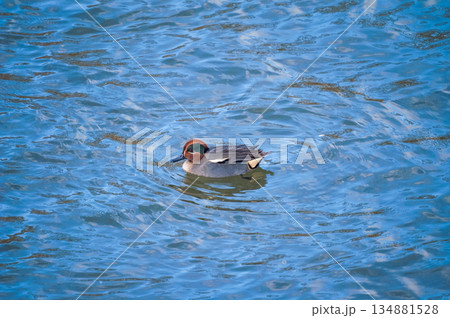 信濃川・やすらぎ堤の小鴨(こがも) 134881528