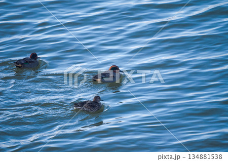 信濃川・やすらぎ堤の小鴨(こがも) 134881538