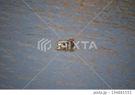 信濃川・やすらぎ堤の小鴨(こがも) 134881551
