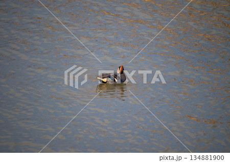 信濃川・やすらぎ堤の小鴨(こがも)の羽繕い 134881900