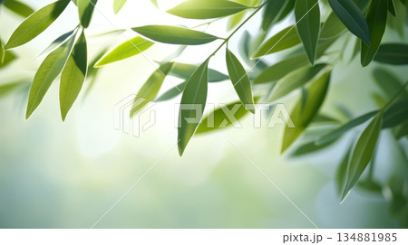 Green leaves glistening in soft sunlight near a tranquil space 134881985