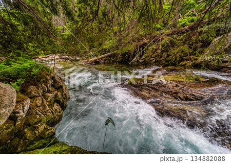 Wild mountain stream flowing through a lush green forest in High Tatras Wild mountain stream flowing through a lush green forest in High Tatras 134882088