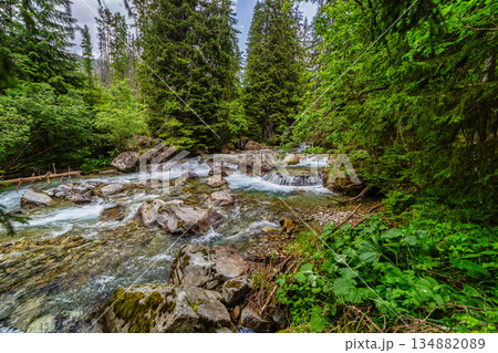Wild mountain stream flowing through a lush green forest in High Tatras Wild mountain stream flowing through a lush green forest in High Tatras 134882089