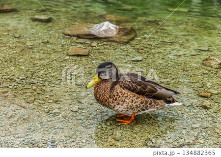 Close-up of a mallard duck in transparent mountain lake water 134882365