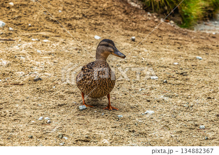 Close-up of a mallard duck in transparent mountain lake water Close-up of a mallard duck in transparent mountain lake water 134882367