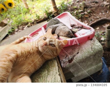 錆柄母猫と可愛い子猫たち 134884105