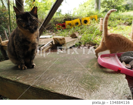 錆柄母猫と可愛い子猫たち 錆柄母猫と可愛い子猫たち 134884116