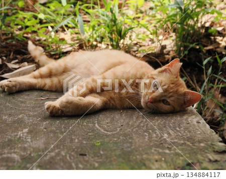 錆柄母猫と可愛い子猫たち 134884117