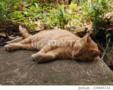 錆柄母猫と可愛い子猫たち 錆柄母猫と可愛い子猫たち 134884118