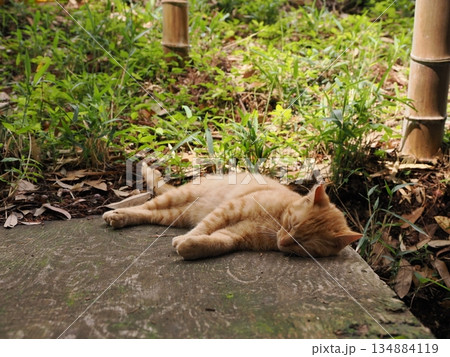 錆柄母猫と可愛い子猫たち 錆柄母猫と可愛い子猫たち 134884119