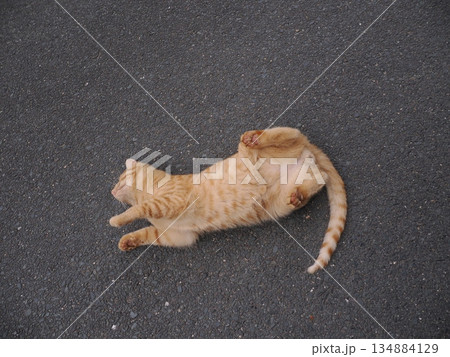 錆柄母猫と可愛い子猫たち 錆柄母猫と可愛い子猫たち 134884129