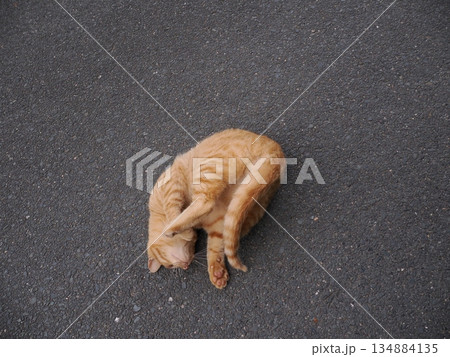 錆柄母猫と可愛い子猫たち 錆柄母猫と可愛い子猫たち 134884135