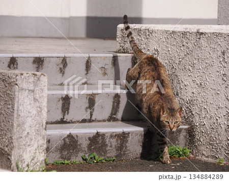 お昼寝する猫 お昼寝する猫 134884289