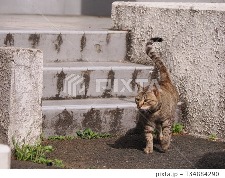 お昼寝する猫 お昼寝する猫 134884290