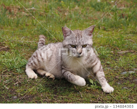 お昼寝する猫 134884303