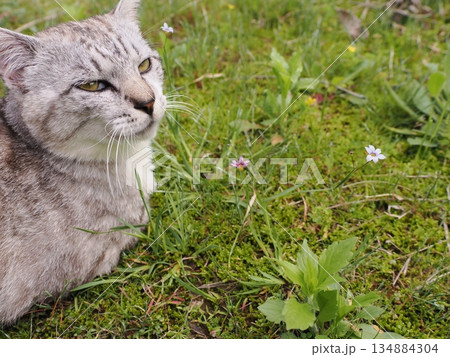 お昼寝する猫 134884304