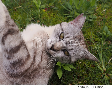 お昼寝する猫 お昼寝する猫 134884306