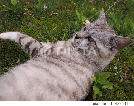 お昼寝する猫 134884312