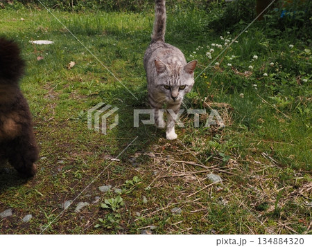 お昼寝する猫 お昼寝する猫 134884320