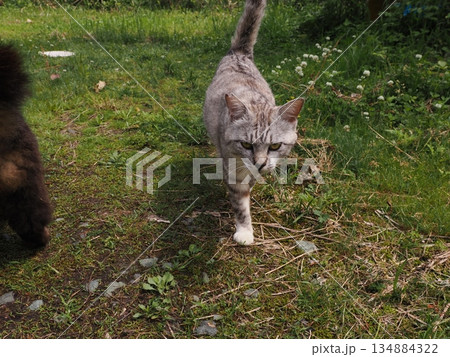 お昼寝する猫 お昼寝する猫 134884322