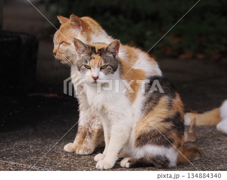 お昼寝する猫 134884340