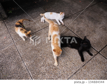 お昼寝する猫 お昼寝する猫 134884344