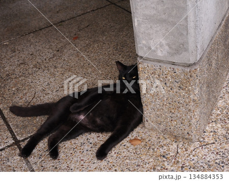 お昼寝する猫 134884353