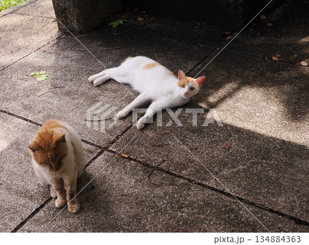お昼寝する猫 お昼寝する猫 134884363