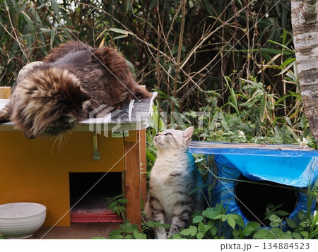 猫コロニーで暮らす可愛い地域猫たち 猫コロニーで暮らす可愛い地域猫たち 134884523