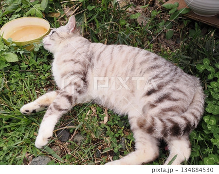 猫コロニーで暮らす可愛い地域猫たち 134884530