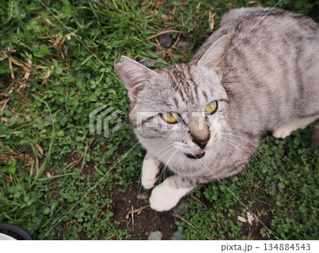 猫コロニーで暮らす可愛い地域猫たち 猫コロニーで暮らす可愛い地域猫たち 134884543