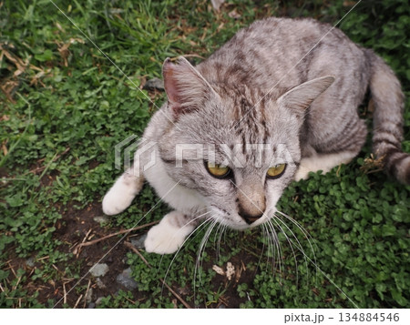 猫コロニーで暮らす可愛い地域猫たち 猫コロニーで暮らす可愛い地域猫たち 134884546