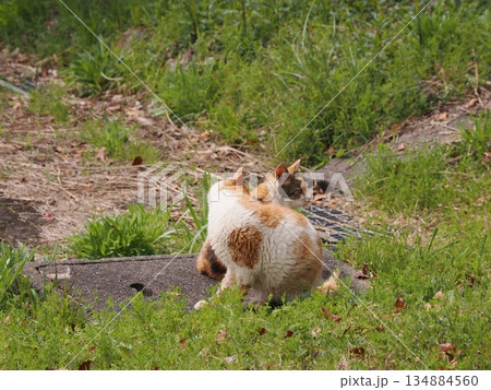猫コロニーで暮らす可愛い地域猫たち 猫コロニーで暮らす可愛い地域猫たち 134884560