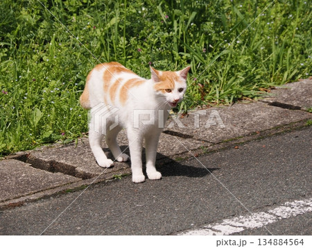 猫コロニーで暮らす可愛い地域猫たち 134884564
