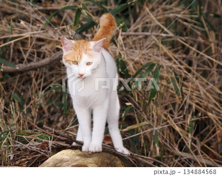 猫コロニーで暮らす可愛い地域猫たち 134884568