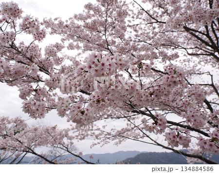 見上げる満開の桜 134884586