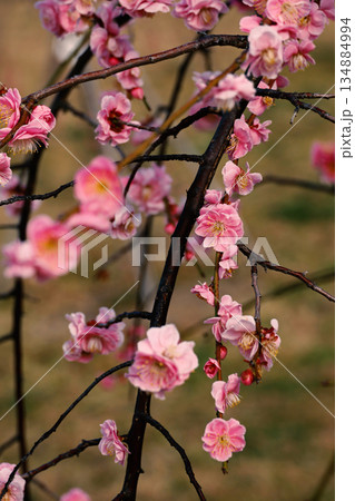 美しい日本の風景「春に咲く梅の花」 134884994