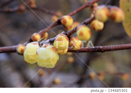 咲きだした蝋梅 134885301