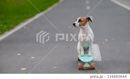 A Jack Russell Terrier rides a penny board in an autumn park. A Jack Russell Terrier rides a penny board in an autumn park. 134885644