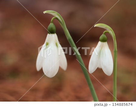寒い12月に咲いた可憐な白いスノードロップの花 134885674