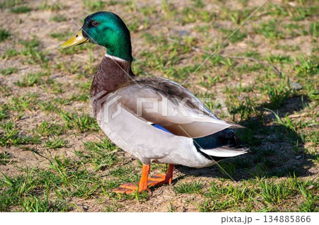 Closeup of gorgeous male mallard duck detailed texture feathers drake green head Closeup of gorgeous male mallard duck detailed texture feathers drake green head 134885866