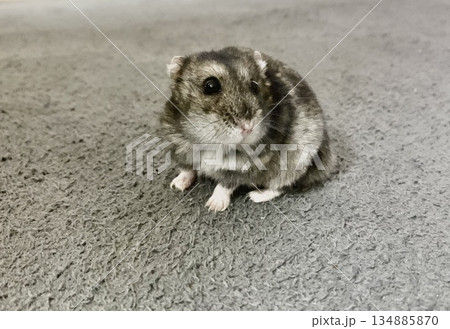 ジャンガリアンハムスター 134885870