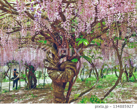 枝垂れた花が美しい蔓性落葉植物の藤の花 134885927