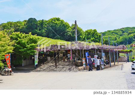 藤の人気スポット大分県宇佐市の千財農園の藤棚 134885934