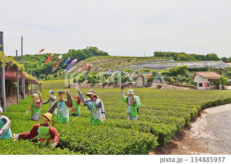 新茶の季節の美しい緑色の広い千財農園茶畑と鯉のぼり 新茶の季節の美しい緑色の広い千財農園茶畑と鯉のぼり 134885937