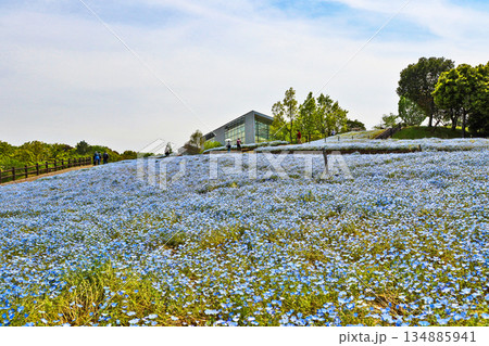 大分県杵築市の公園るるパークのネモフィラ畑 134885941