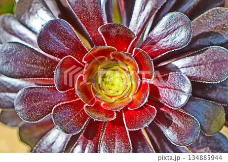 ロゼット状の黒い葉が花のようなベンケイソウ科の黒法師 134885944