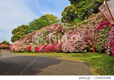 福岡県豊前市のツツジの名所宝福寺山の菅原神社 福岡県豊前市のツツジの名所宝福寺山の菅原神社 134885946