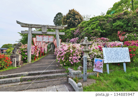 福岡県豊前市のツツジの名所宝福寺山の菅原神社 134885947